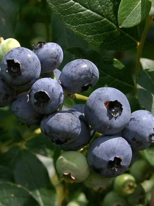 Heidelbeere 'Patriot' 3 Heidelbeere 'Patriot'