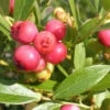 Vaccinium Corymbosum 'Pink Lemonade', Pinkfarbene Heidelbeere -Giardino 24 heidelbeere pink lemonade 1280x1280