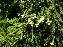 Thujopsis Dolabrata, Hibalebensbaum 5 Thujopsis Dolabrata, Hibalebensbaum -Giardino 24 hibalebensbaum 1280x1280