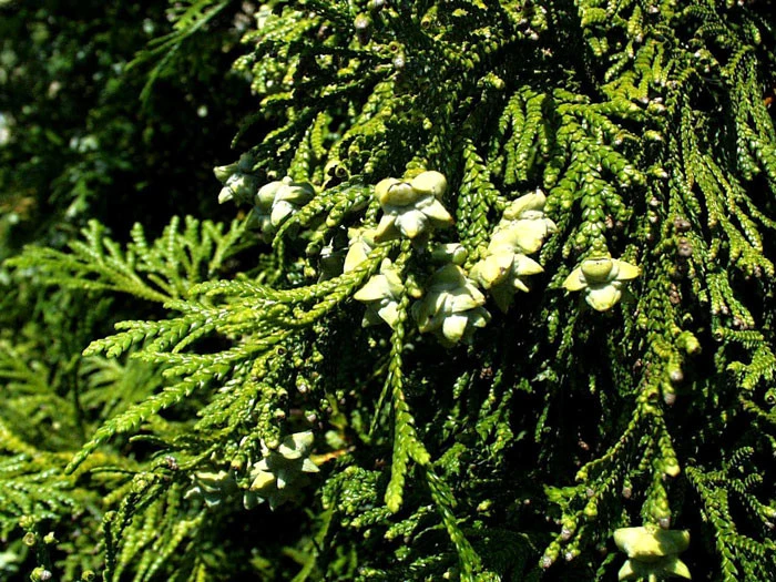 Thujopsis Dolabrata, Hibalebensbaum 4 Thujopsis Dolabrata, Hibalebensbaum – Bild 2