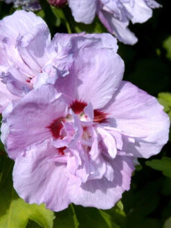 Hibiscus Syriacus 'Ardens', Hibiskus, Garteneibisch