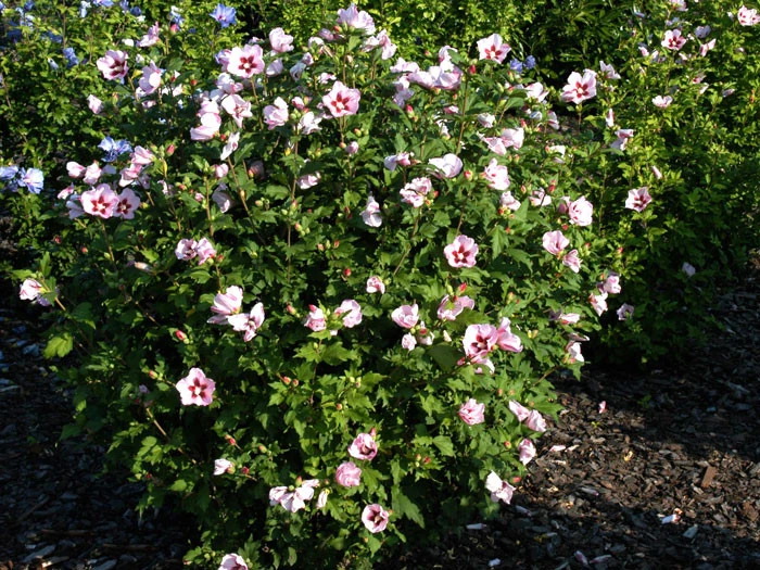 Hibiscus Syriacus 'Hamabo', Hibiskus 4 Hibiscus Syriacus 'Hamabo', Hibiskus – Bild 2