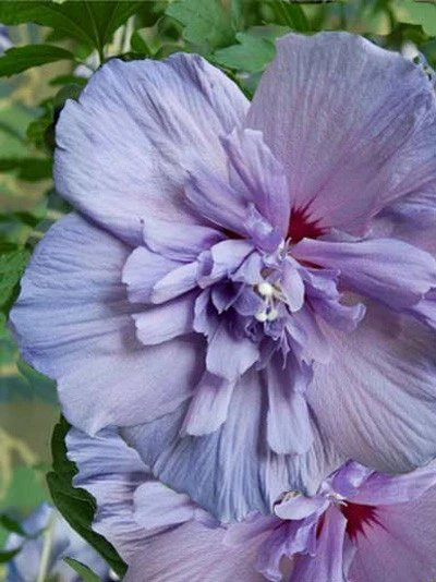 Hibiscus Syriacus 'Blue Chiffon'®, Roseneibisch 3 Hibiscus Syriacus 'Blue Chiffon'®, Roseneibisch