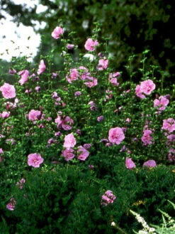 Hibiscus Syriacus 'Lavender Chiffon'®, Roseneibisch -Giardino 24 hibiscus lavender chiffon 3 46227 2 1280x1280