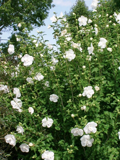 Hibiscus Syriacus 'White Chiffon'®, Roseneibisch 4 Hibiscus Syriacus 'White Chiffon'®, Roseneibisch – Bild 2