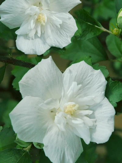 Hibiscus Syriacus 'White Chiffon'®, Roseneibisch 3 Hibiscus Syriacus 'White Chiffon'®, Roseneibisch