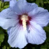Hibiscus Syriacus 'Blue Bird', Hibiskus, Garteneibisch 2 Hibiscus Syriacus 'Blue Bird', Hibiskus, Garteneibisch -Giardino 24 hibiskus blue bird 1280x1280