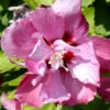 Hibiscus Syriacus 'Duc De Brabant', Hibiskus, Garteneibisch -Giardino 24 hibiskus duc de brabant 1280x1280