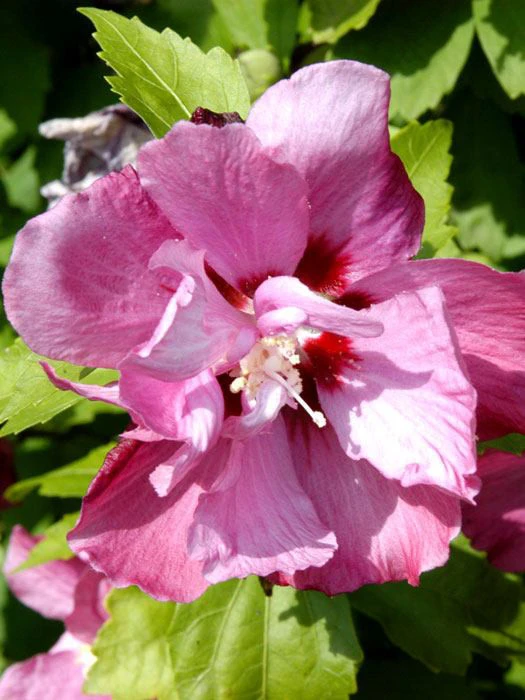 Hibiscus Syriacus 'Duc De Brabant', Hibiskus, Garteneibisch 3 Hibiscus Syriacus 'Duc De Brabant', Hibiskus, Garteneibisch