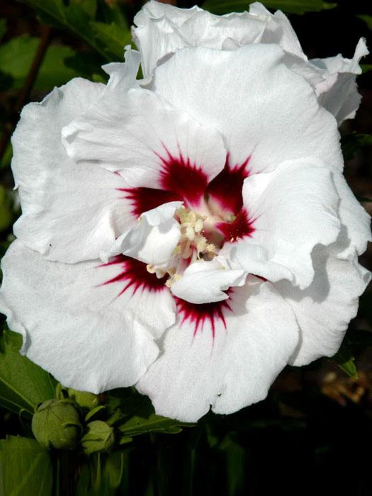 Hibiscus Syriacus 'Speciosus', Hibiskus, Garteneibisch 3 Hibiscus Syriacus 'Speciosus', Hibiskus, Garteneibisch