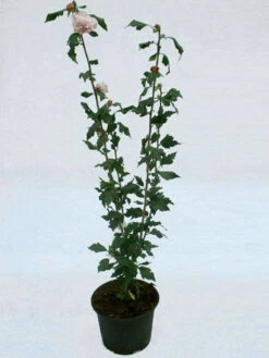 Hibiscus Syriacus 'Blue Bird', Hibiskus, Garteneibisch 7 Hibiscus Syriacus 'Blue Bird', Hibiskus, Garteneibisch -Giardino 24 hibiskus topf 1280x1280