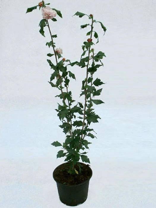 Hibiscus Syriacus 'Blue Bird', Hibiskus, Garteneibisch 5 Hibiscus Syriacus 'Blue Bird', Hibiskus, Garteneibisch – Bild 3