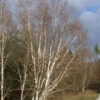 Betula Utilis, Himalayabirke -Giardino 24 himalayabirke 1280x1280