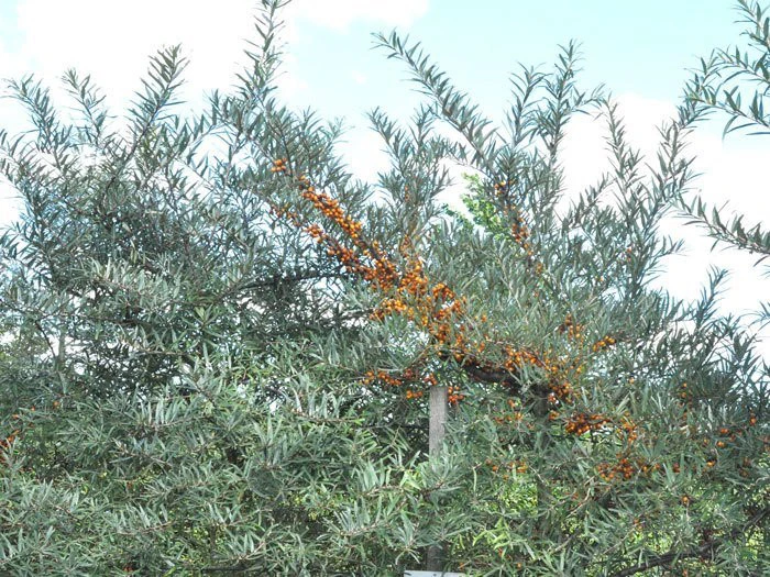 Hippophae Rhamnoides 'Leikora' 4 Hippophae Rhamnoides 'Leikora' – Bild 2