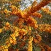 Hippophae Rhamnoides 'Orange Energy'® 'Habego'(S), Sanddorn -Giardino 24 hippophae orange energy 1280x1280