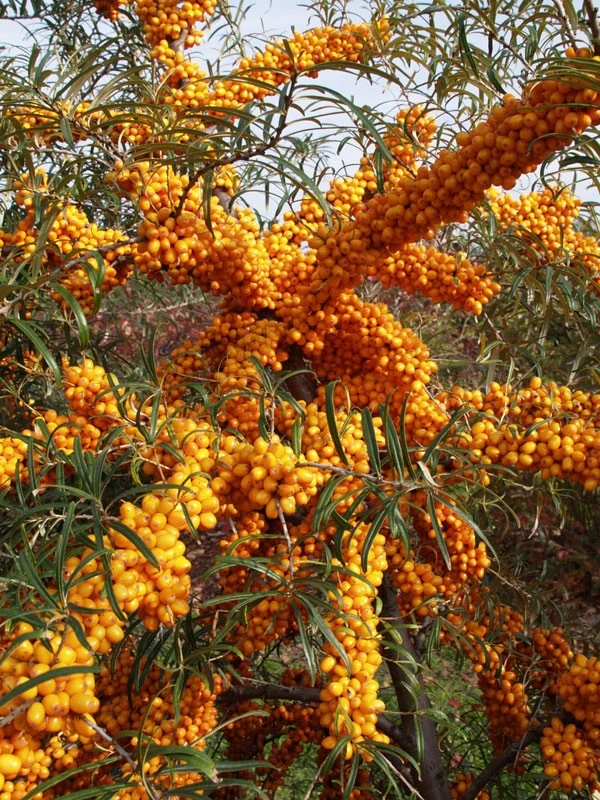 Hippophae Rhamnoides 'Orange Energy'® 'Habego'(S), Sanddorn 3 Hippophae Rhamnoides 'Orange Energy'® 'Habego'(S), Sanddorn