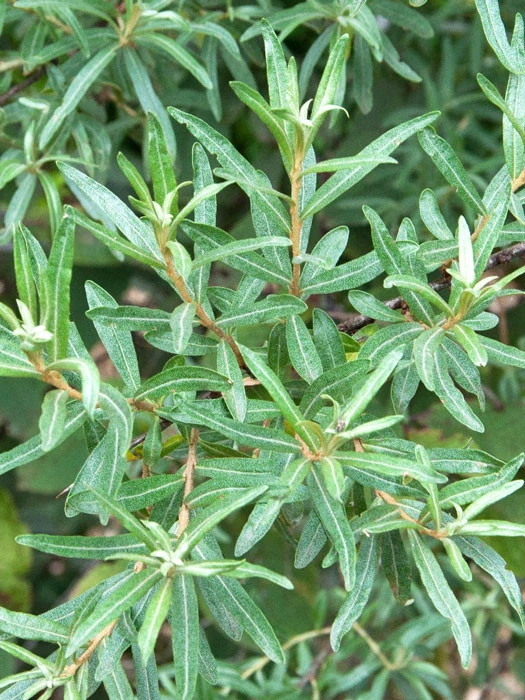 Hippophae Rhamnoides 'Pollmix' 4 Hippophae Rhamnoides 'Pollmix' – Bild 2