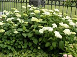 Hydrangea Arborescens 'Annabelle', Ball-Hortensie -Giardino 24 hydrangea annabelle 1280x1280