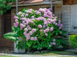 Hydrangea Arborescens 'Pink Annabelle', Ball-Hortensie -Giardino 24 hydrangea arborescens pink 1280x1280