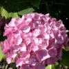 Hydrangea Macrophylla 'Bouquet Rose', Bauernhortensie -Giardino 24 hydrangea bouquet rose 1280x1280
