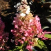 Hydrangea Paniculata 'Pinky Winky'® -Giardino 24 hydrangea pinky winky 1280x1280