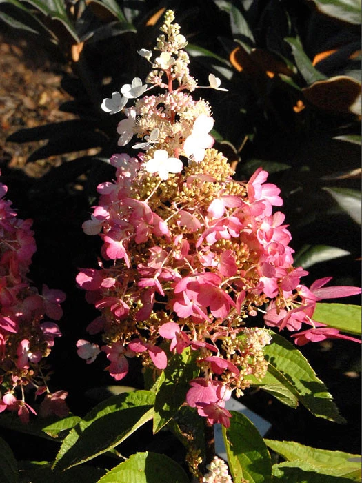 Hydrangea Paniculata 'Pinky Winky'® 3 Hydrangea Paniculata 'Pinky Winky'®