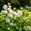 Hydrangea Macrophylla Endless Summer 'The Bride'® 2 Hydrangea Macrophylla Endless Summer 'The Bride'® -Giardino 24 hydrangea the bride 1280x1280