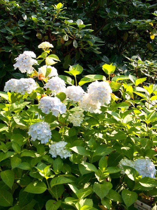 Hydrangea Macrophylla Endless Summer 'The Bride'® 3 Hydrangea Macrophylla Endless Summer 'The Bride'®