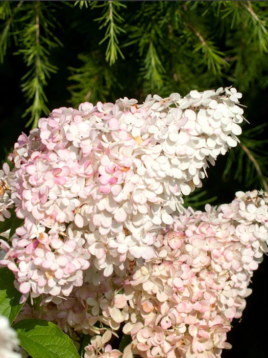 Hydrangea Paniculata 'Vanille-Fraise'® 3 Hydrangea Paniculata 'Vanille-Fraise'®