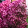 Hydrangea Paniculata 'Wims Red', Rispenhortensie -Giardino 24 hydrangea wims red 1280x1280