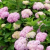 Hydrangea Macrophylla 'Endless Summer Rosa'® 1 Hydrangea Macrophylla 'Endless Summer Rosa'® -Giardino 24 hydrangea endl summer 8 803 80368 0 1280x1280