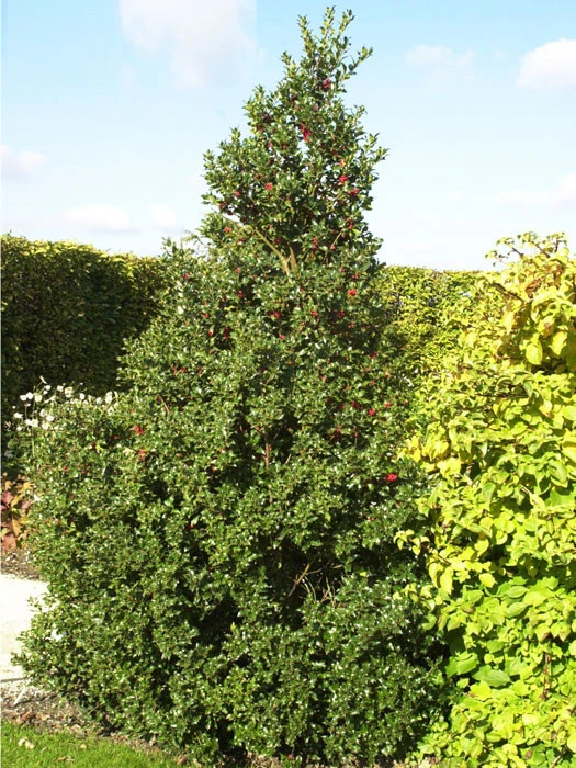 Ilex Aquifolium 'Alaska', Stechpalme 4 Ilex Aquifolium 'Alaska', Stechpalme – Bild 2