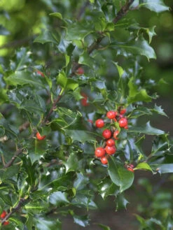 Ilex Meserveae 'Blue Angel', Stechpalme