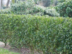 Ilex Meserveae Blue Prince, Stechpalme 7 Ilex Meserveae Blue Prince, Stechpalme -Giardino 24 ilex blue prince hecke 1280x1280