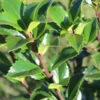Ilex Meserveae 'Heckenfee', Stechpalme -Giardino 24 ilex heckenfee 1280x1280