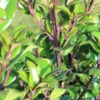 Ilex Meserveae 'Heckenstar', Stechpalme -Giardino 24 ilex heckenstar 1280x1280