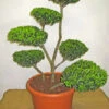Ilex Crenata Green Hedge - Bonsai, XXL-Produkt 1 Ilex Crenata Green Hedge - Bonsai, XXL-Produkt -Giardino 24 ilex 80 100 1280x1280