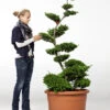 Ilex crenata Convexa - Bonsai, XXL-Produkt 2 Ilex crenata Convexa - Bonsai, XXL-Produkt -Giardino 24 ilex convexa11 78656 0 1280x1280