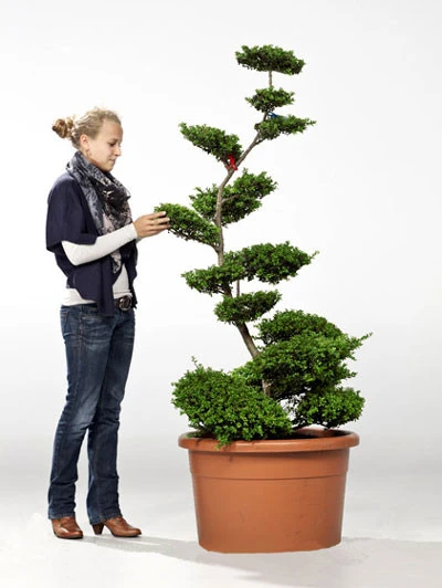 Ilex crenata Convexa - Bonsai, XXL-Produkt 3 Ilex crenata Convexa - Bonsai, XXL-Produkt