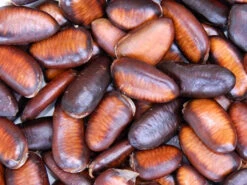 Indianerbanane (PauPau, PawPaw) -Giardino 24 indianerbanane frucht 1280x1280