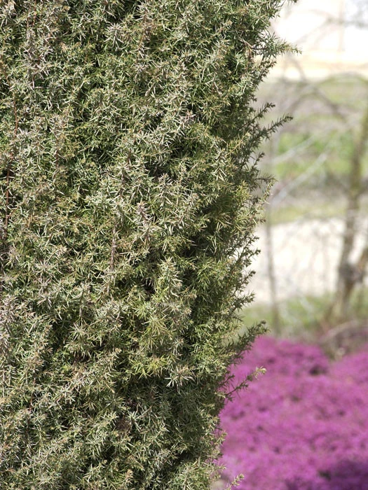 Juniperus Communis 'Hibernica', Irischer Säulenwacholder 4 Juniperus Communis 'Hibernica', Irischer Säulenwacholder – Bild 2