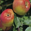 Apfel Jakob Fischer 1 Apfel Jakob Fischer -Giardino 24 jacob fischer 1 1280x1280