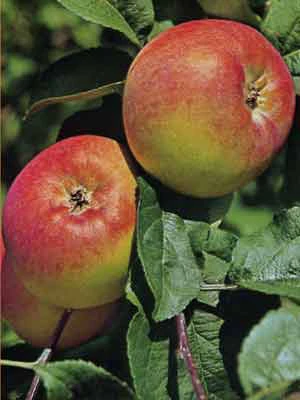 Apfel Jakob Fischer 3 Apfel Jakob Fischer