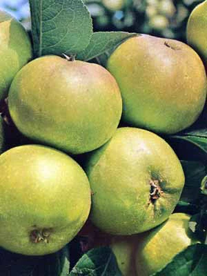 Apfel Jakob Lebel 3 Apfel Jakob Lebel