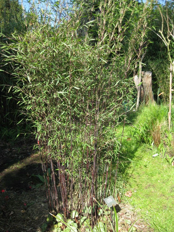 Fargesia Jiuzhaigou 'Deep Purple', Jade Bambus, Rothalmiger Schirm-Bambus 6 Fargesia Jiuzhaigou 'Deep Purple', Jade Bambus, Rothalmiger Schirm-Bambus – Bild 4