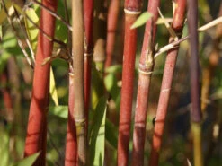Fargesia Jiuzhaigou, Jade Bambus, Rothalmiger Schirm-Bambus -Giardino 24 jade bambus 1280x1280