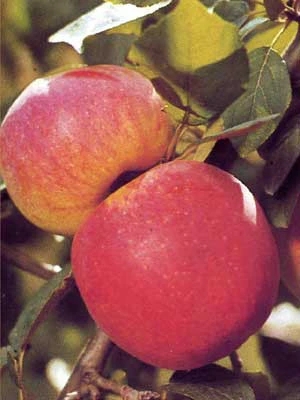 Apfel Jamba 3 Apfel Jamba