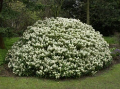 Skimmia Japonica 'Rubella', Japanische Blütenskimmie -Giardino 24 japanische bluetenskimmie 1280x1280
