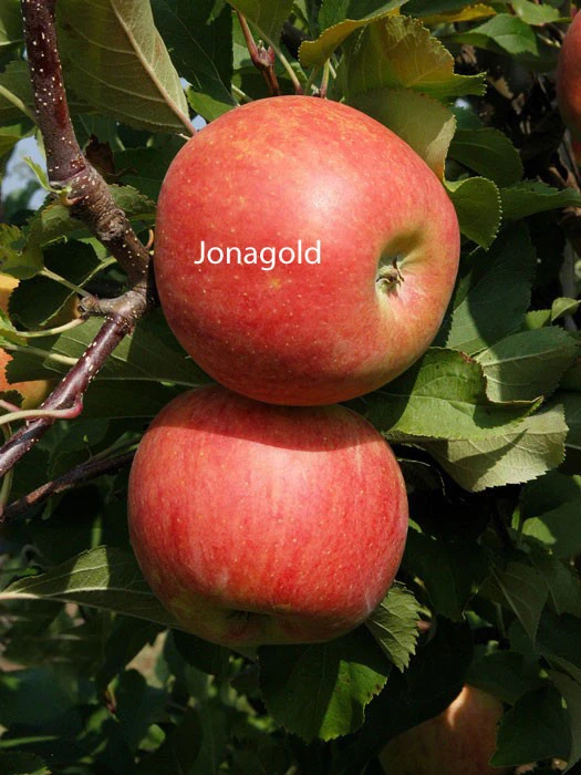 Duo-Apfelbaum - Jonagold Und Elstar 4 Duo-Apfelbaum - Jonagold Und Elstar – Bild 2