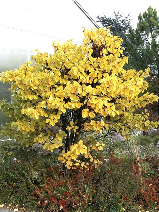 Cercis Siliquastrum, Judasbaum 5 Cercis Siliquastrum, Judasbaum – Bild 3
